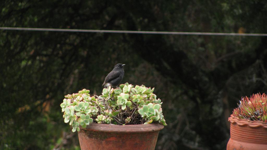 Maruti Villa Kodaikanal Buitenkant foto